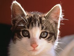 Pretty Kitty